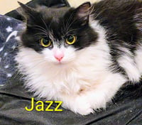 Jazz - Photo 1