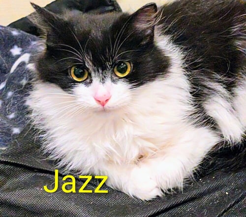 JAZZ - Domestic Long Hair available for adoption