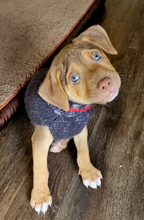 DALLAS - Shepherd / Hound available for adoption