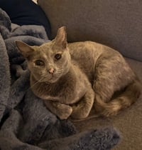 Praline - Photo 2