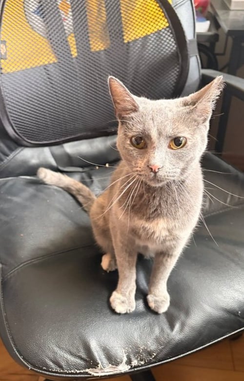 PRALINE - Domestic Short Hair available for adoption