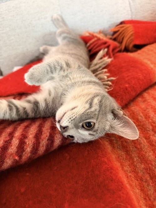 HOLLY - Domestic Short Hair available for adoption