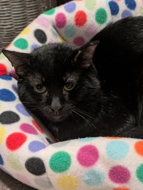 HARRY POTTER - Domestic Short Hair available for adoption