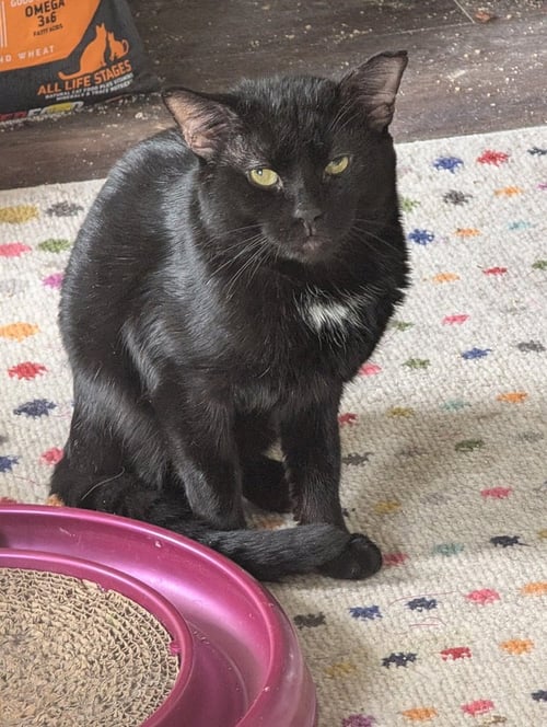 HARRY POTTER - Domestic Short Hair available for adoption