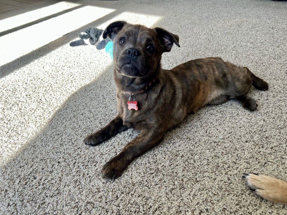 BELLE - Terrier available for adoption