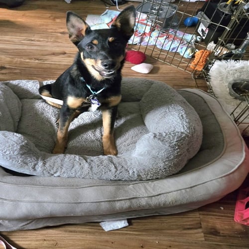BARKBRA STREISAND - German Shepherd Dog available for adoption