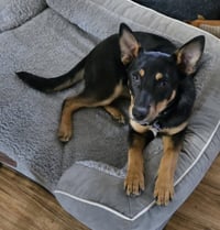 Barkbra Streisand - Photo 4
