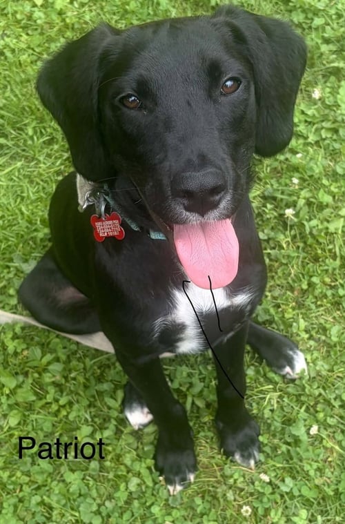 PATRIOT - Labrador Retriever available for adoption