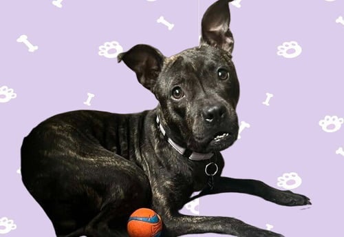 PIP - Terrier available for adoption