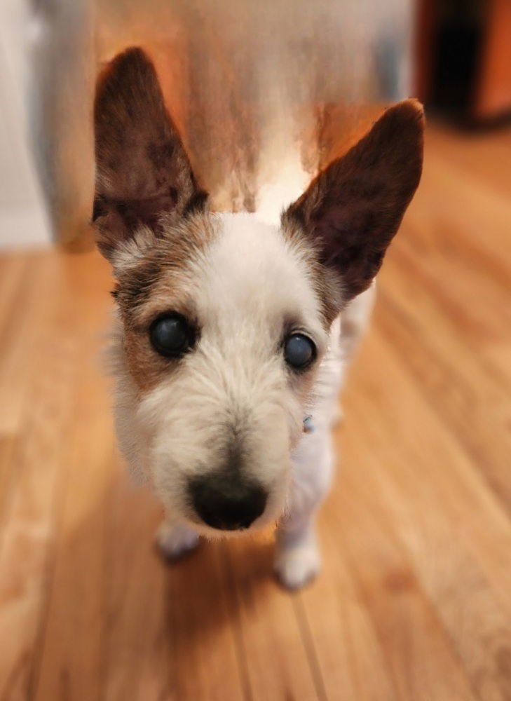 SADIE - Terrier / Jack Russell Terrier available for adoption