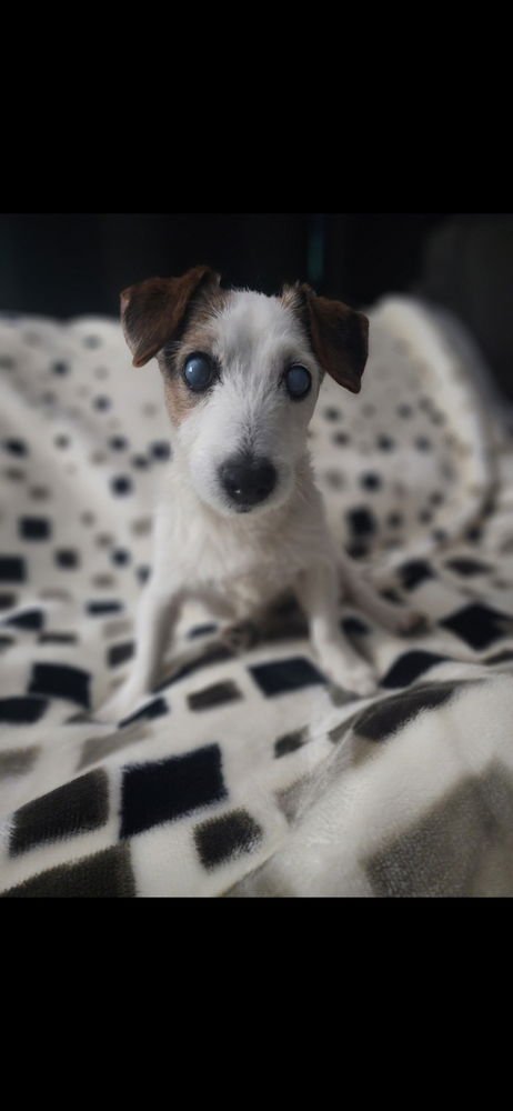 SADIE - Terrier / Jack Russell Terrier available for adoption