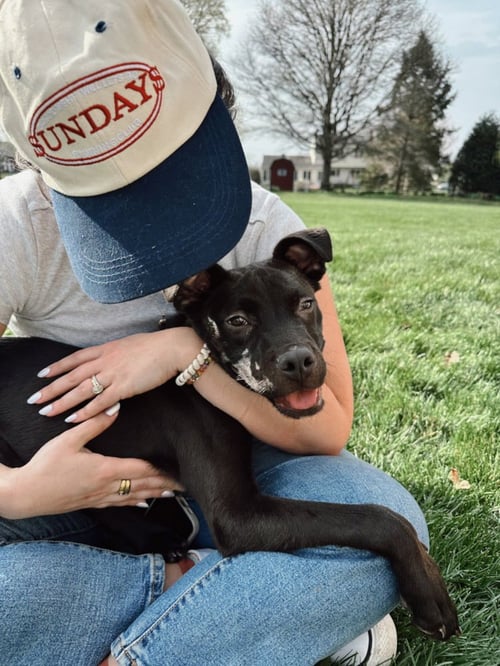 DOBBY - Labrador Retriever available for adoption