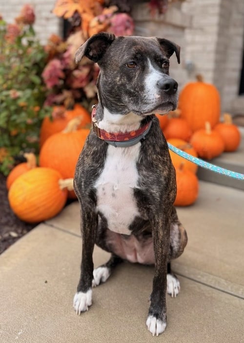 DJ FKA TAYLIN - Hound available for adoption