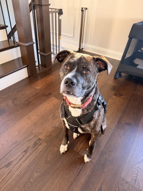 DJ FKA TAYLIN - Hound available for adoption