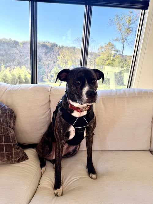 DJ FKA TAYLIN - Hound available for adoption