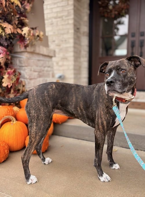 DJ FKA TAYLIN - Hound available for adoption