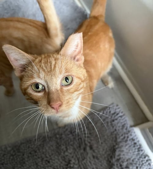 BISCUIT - Domestic Short Hair available for adoption