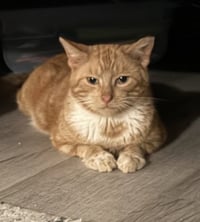 Biscuit - Photo 3