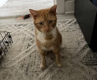 Biscuit - Photo 4