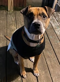 Bubba - Photo 3
