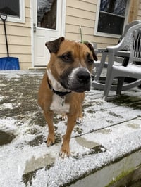 Bubba - Photo 4