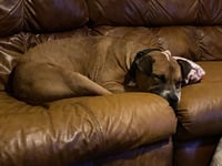 Bubba - Photo 5