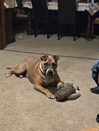 Bubba - Photo 6
