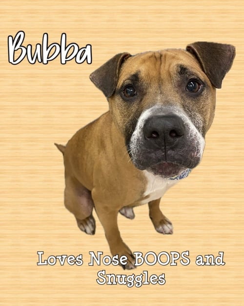 BUBBA - Boxer available for adoption