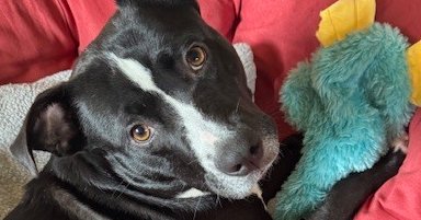 MYA - Terrier / Shepherd available for adoption