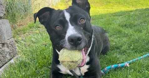 MYA - Terrier / Shepherd available for adoption