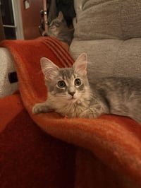 Daphne - Photo 2