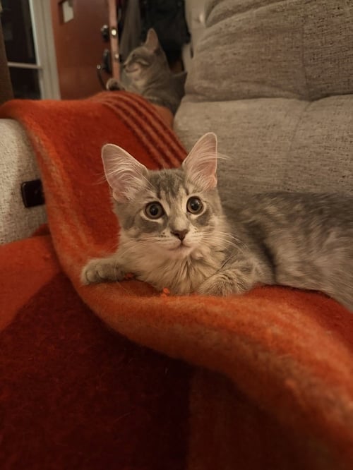 DAPHNE - Domestic Long Hair available for adoption