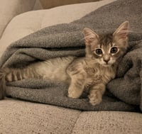 Daphne - Photo 3