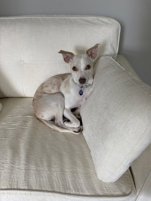 MAUREEN - Terrier available for adoption
