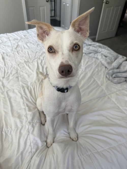 MAUREEN - Terrier available for adoption