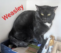Weasley - Photo 1