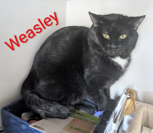 WEASLEY - Domestic Short Hair available for adoption
