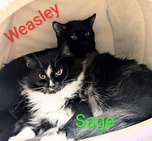 WEASLEY - Domestic Short Hair available for adoption