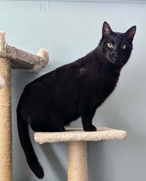 SNOOPY - Domestic Medium Hair available for adoption