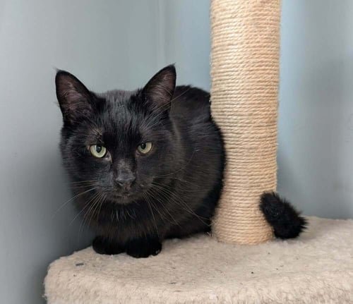 SNOOPY - Domestic Medium Hair available for adoption