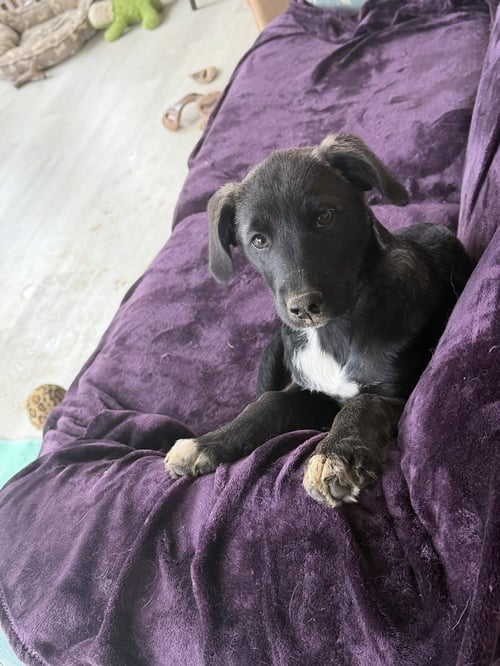 DEMI - Labrador Retriever / Husky available for adoption