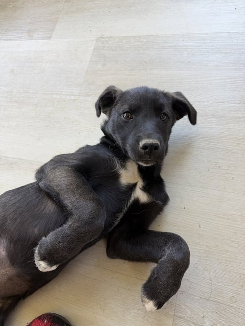 DEMI - Labrador Retriever / Husky available for adoption