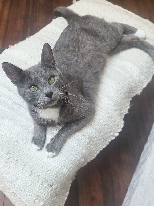 SULLIVAN - Domestic Short Hair available for adoption