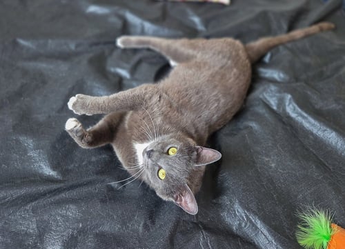 SULLIVAN - Domestic Short Hair available for adoption
