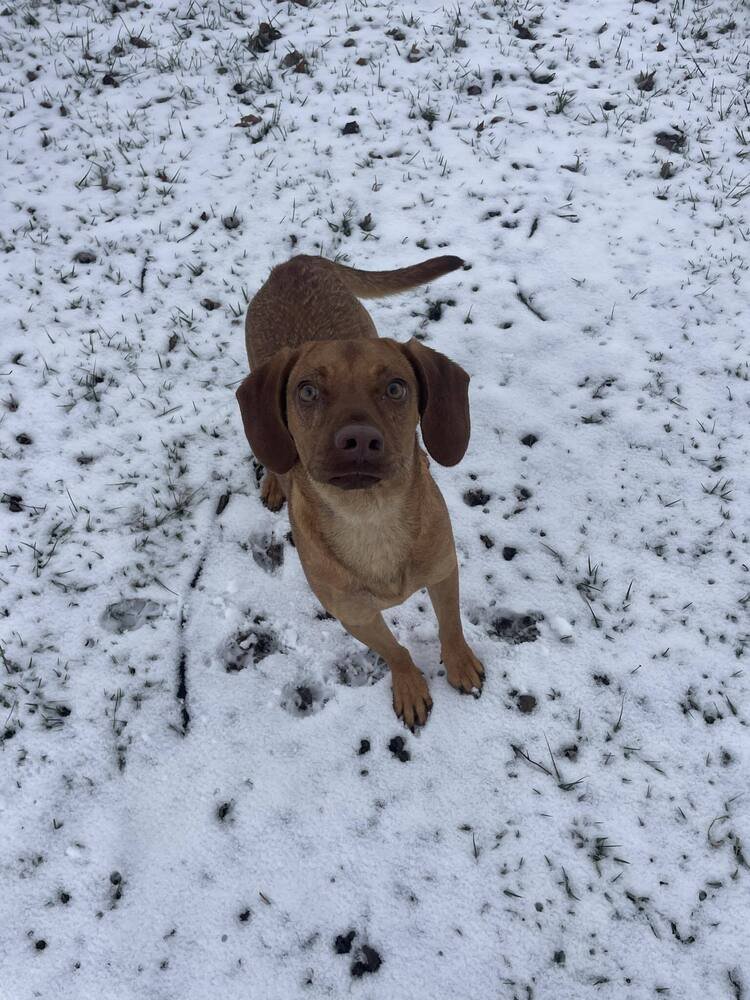 CLYDE - Terrier available for adoption