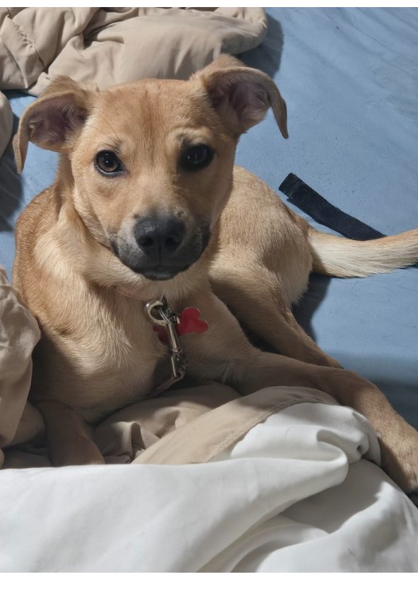 RAPUNZEL - Chihuahua / Terrier available for adoption