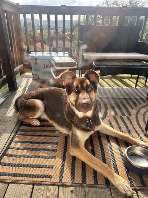 LOKI - Siberian Husky available for adoption