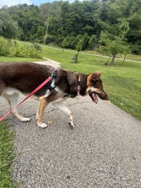 Loki - Photo 3