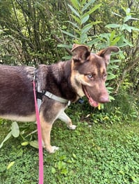 Loki - Photo 4