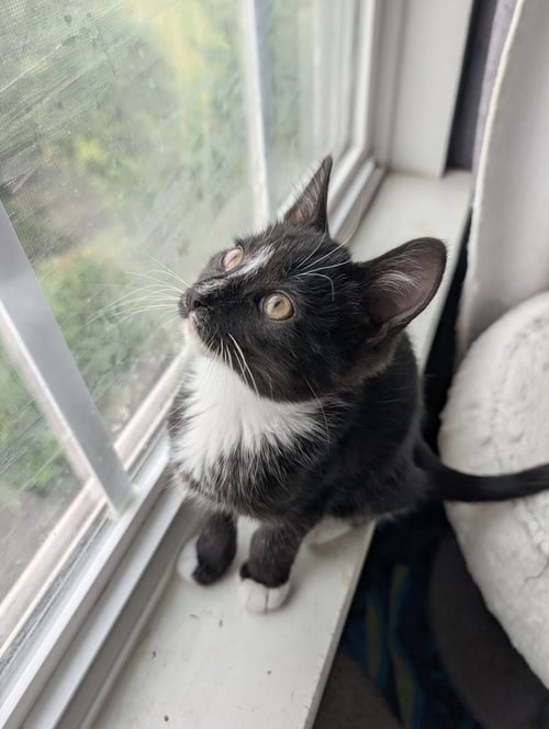 SHORTSTACK - Domestic Short Hair available for adoption